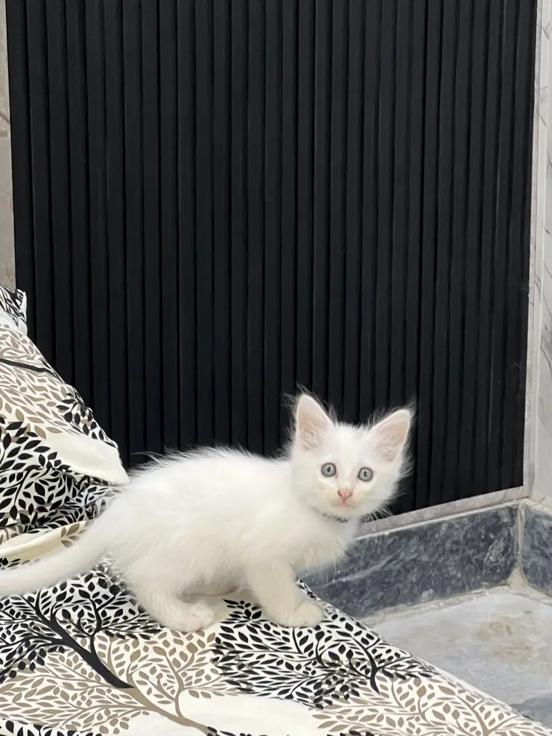 TRIPLE COATED PERSIAN KITTEN — photo 3
