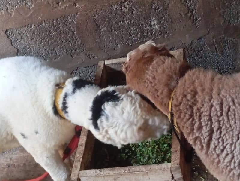 خوبصورت صحت مند دنبہ — 10/9 ماہ — موٹا تازہ — فروخت کے لیے 2