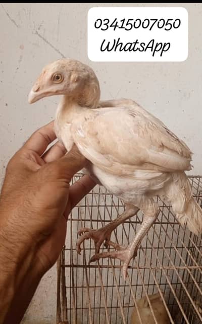White heera pair