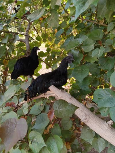 Ayam Cemani, 8-9 months. . .  6 male and 4 female