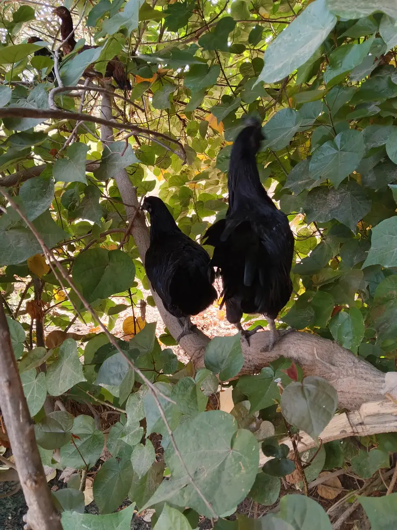 Ayam Cemani, 8-9 months. . .  6 male and 4 female — photo 2