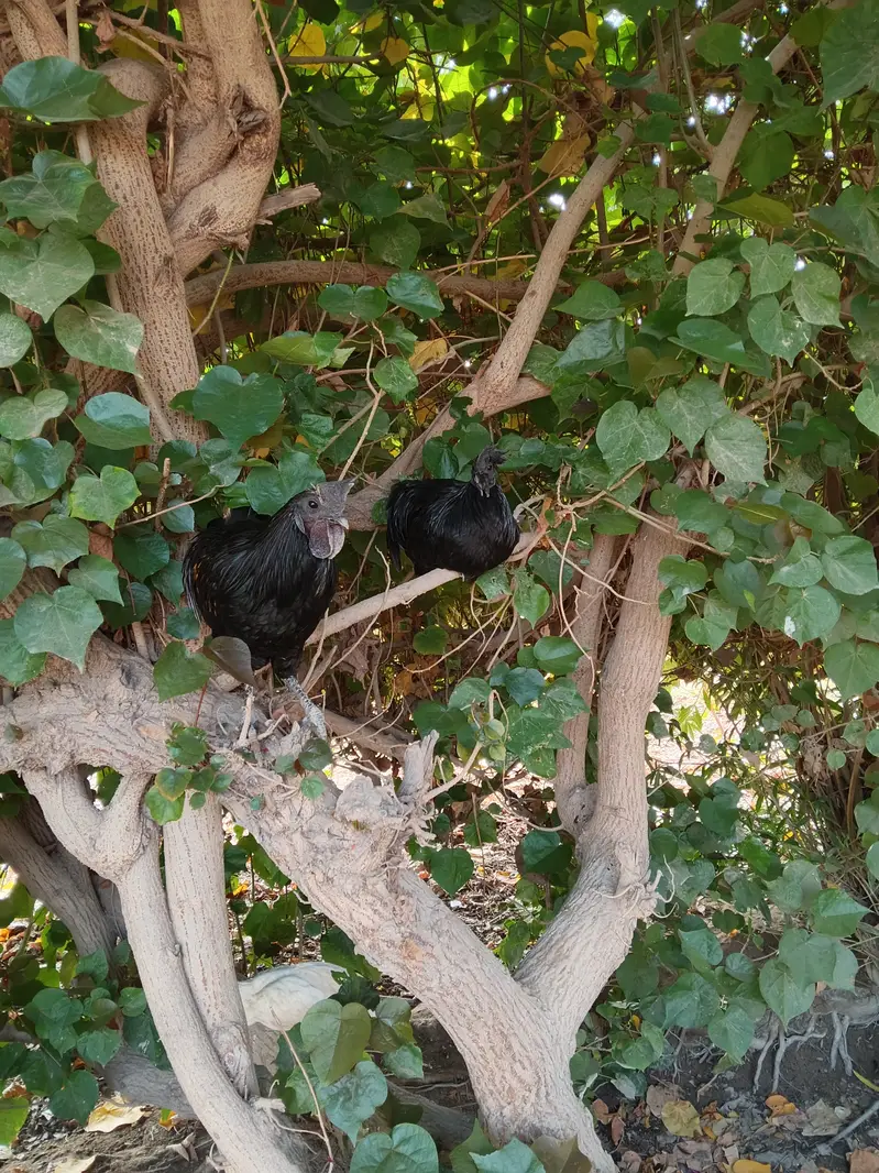 Ayam Cemani, 8-9 months. . .  6 male and 4 female — photo 3