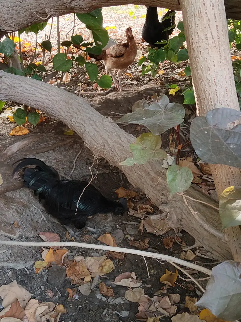Ayam Cemani, 8-9 months. . .  6 male and 4 female — photo 4