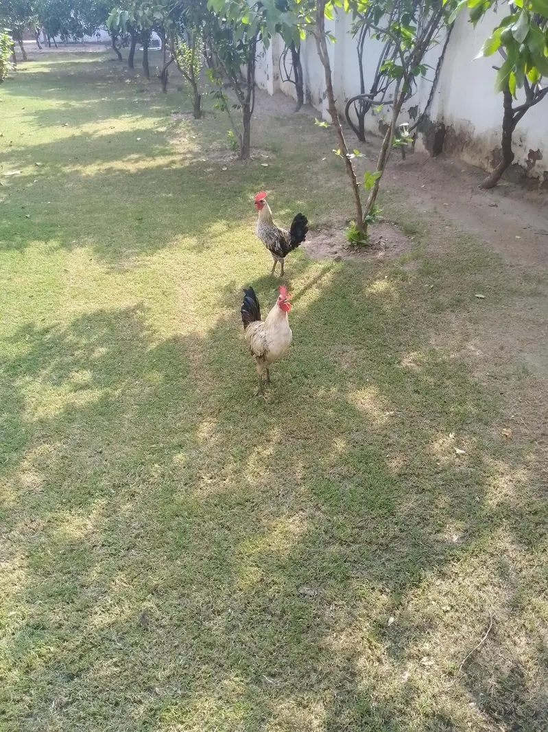 2 male — photo 2