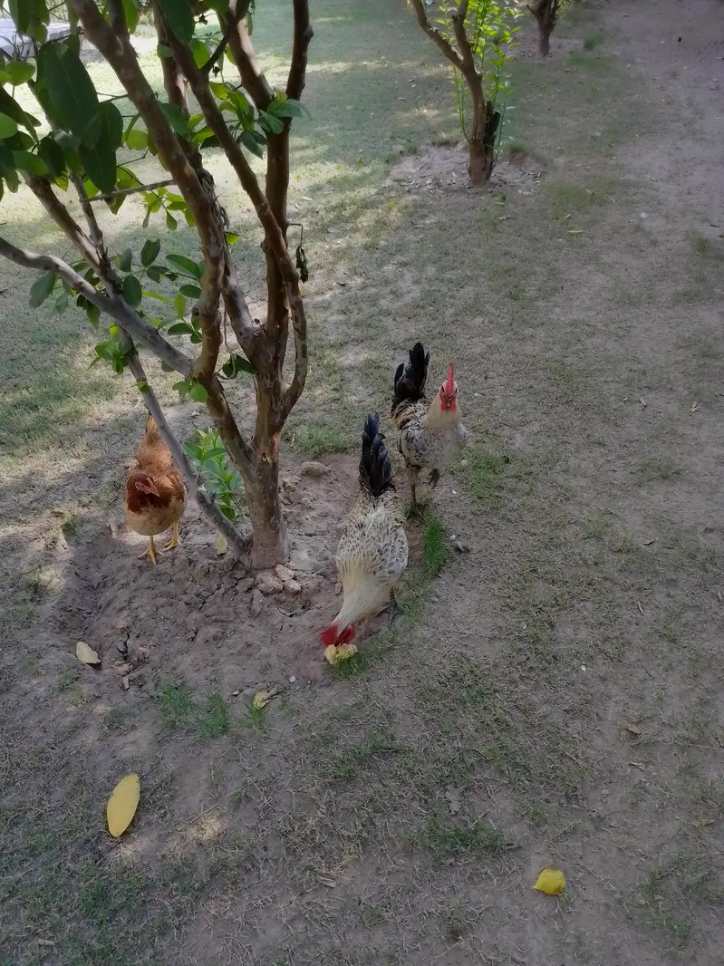 2 male — photo 3