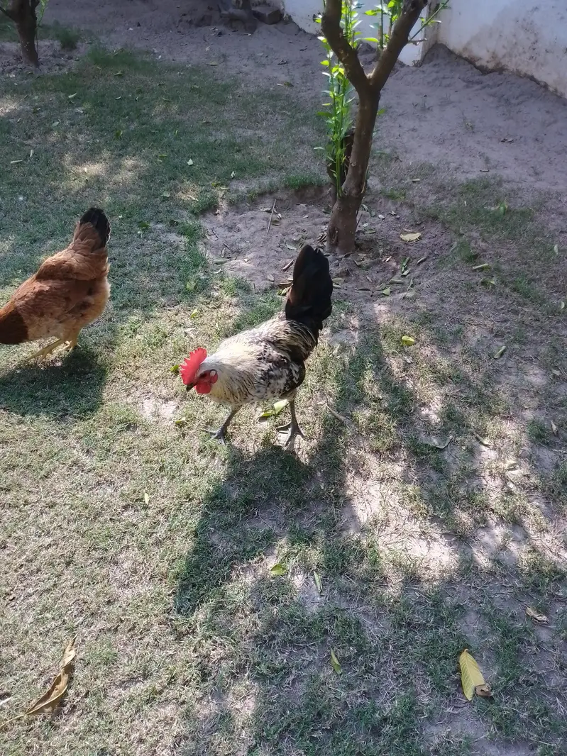 2 male — photo 6