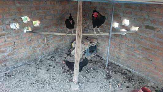 Hens for sell