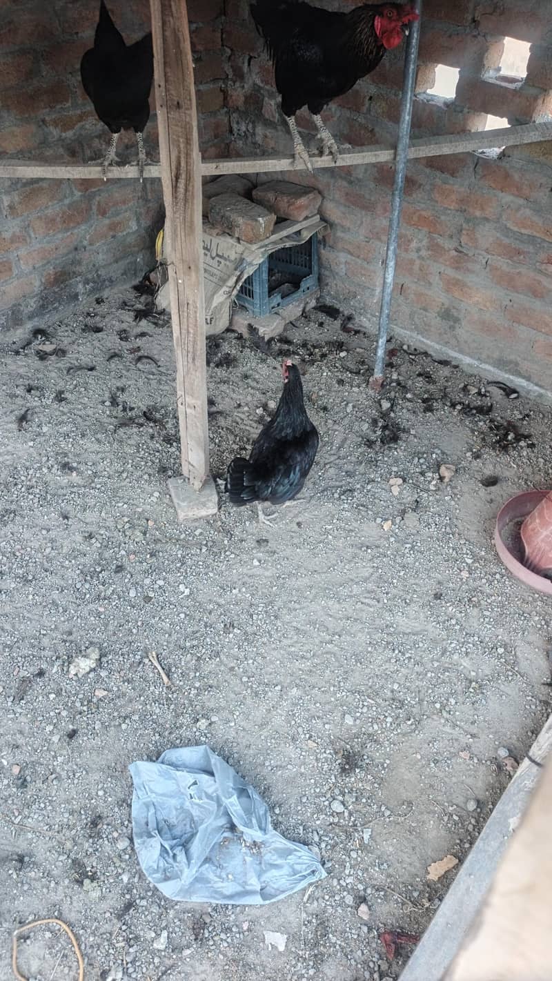 Hens for sell 1
