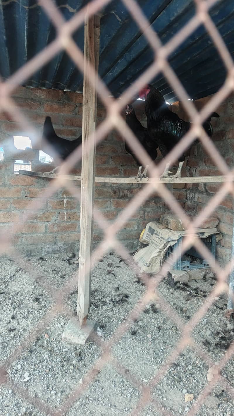 Hens for sell 2