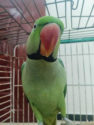RAW PARROT FULL TALKING FULL TALKING FACE TO FACE (URGENT SALE)