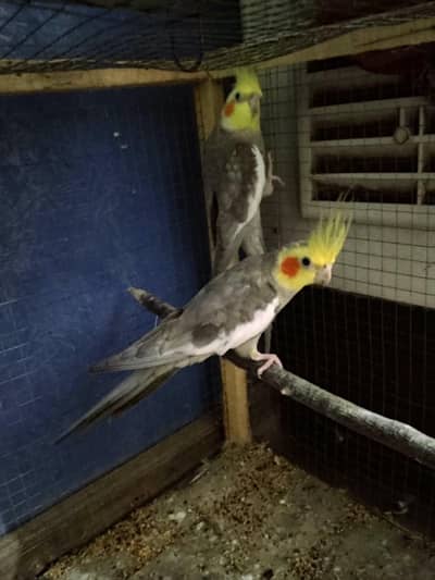 pair coctail