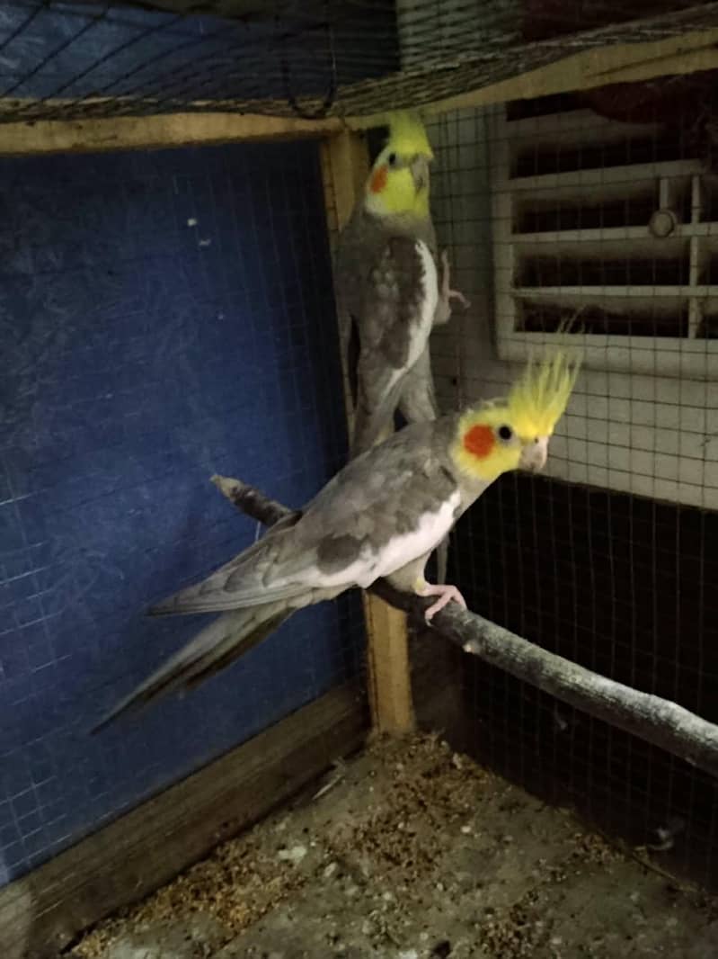 pair coctail 0