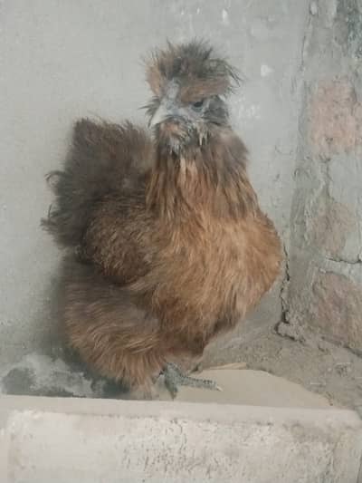 COLOR SILKY HEN FEMALE FOR SALE