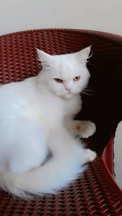 anshsh