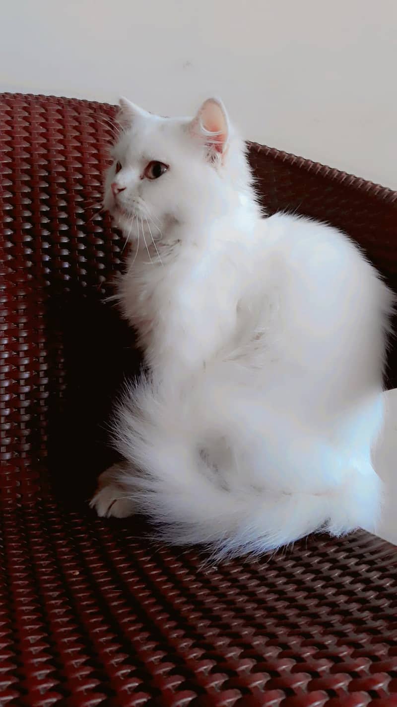 anshsh 3