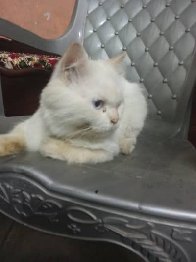 cute cat