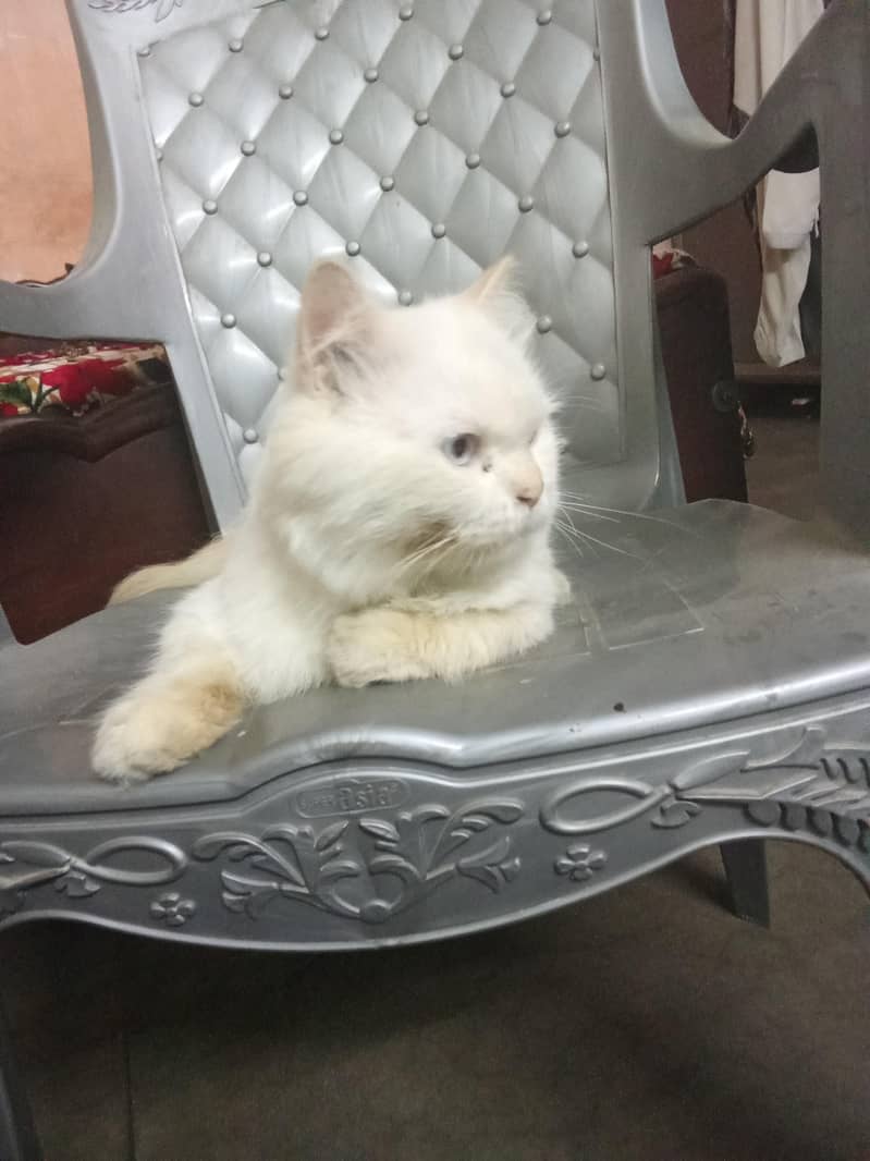 cute cat 1