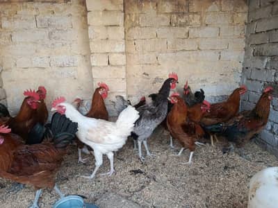 top quality vaccinated Golden misri desi male