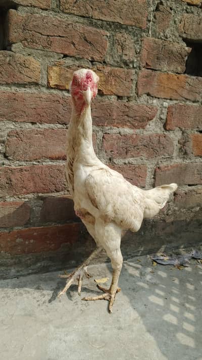 White and black shamo female
