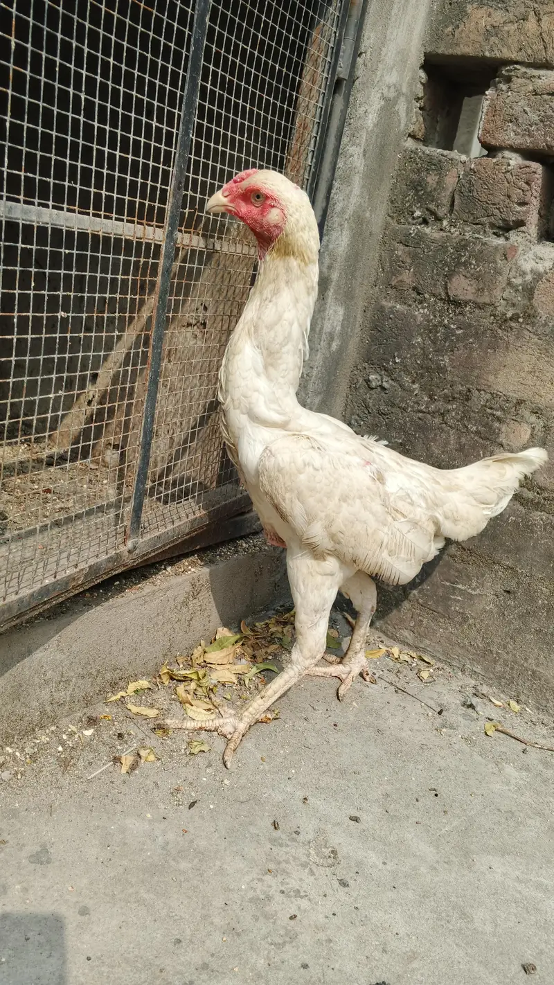 White and black shamo female — photo 2