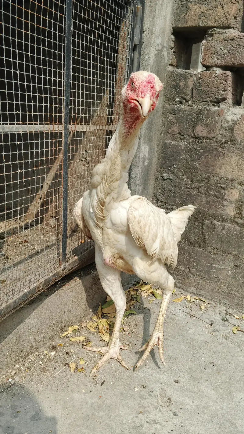White and black shamo female — photo 3