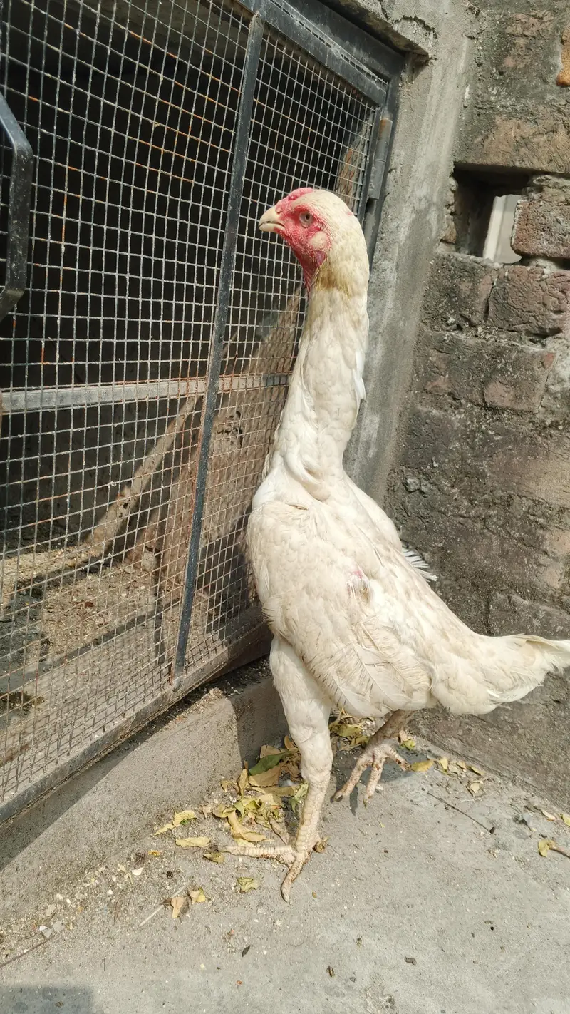 White and black shamo female — photo 4
