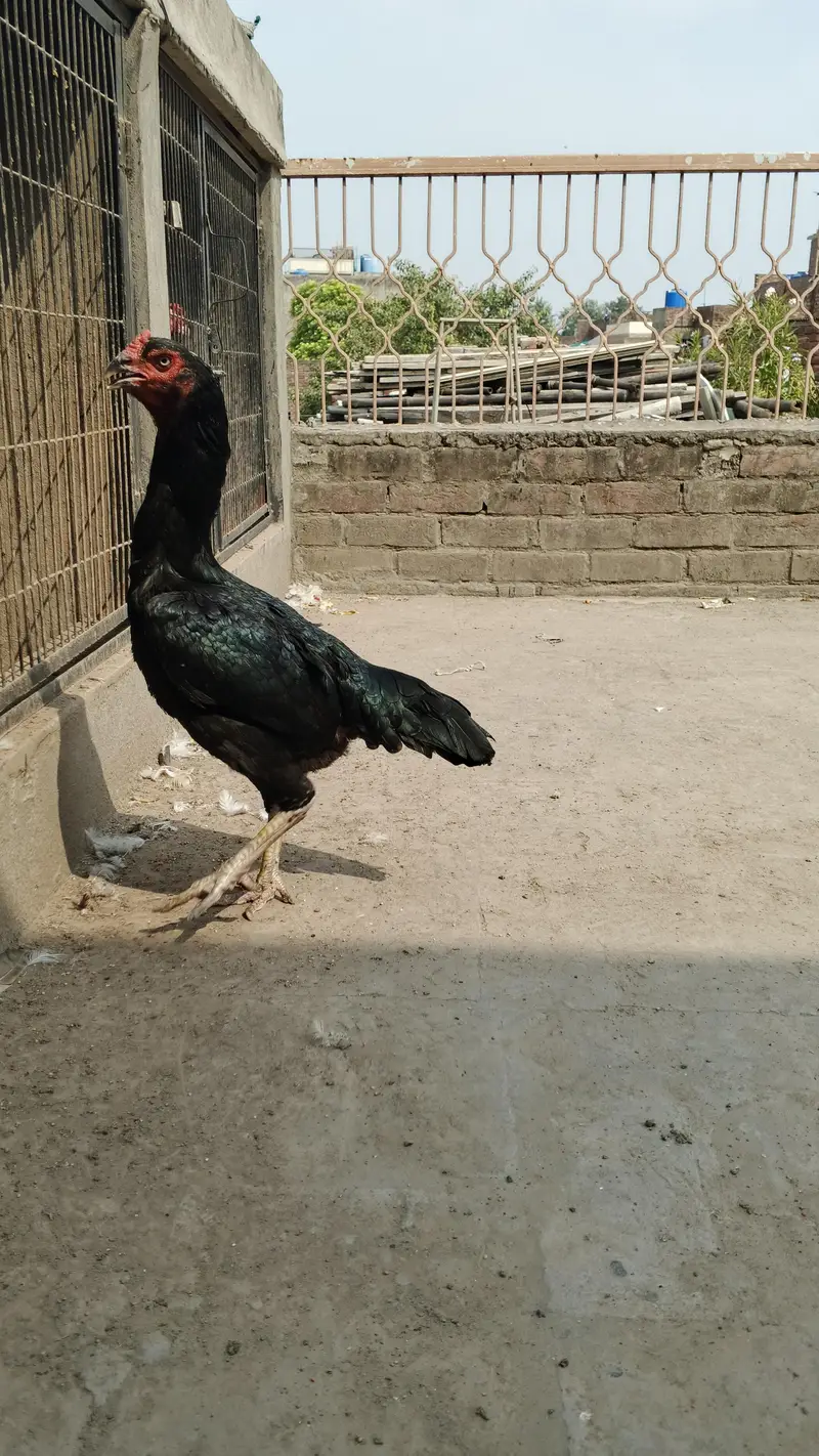 White and black shamo female — photo 6