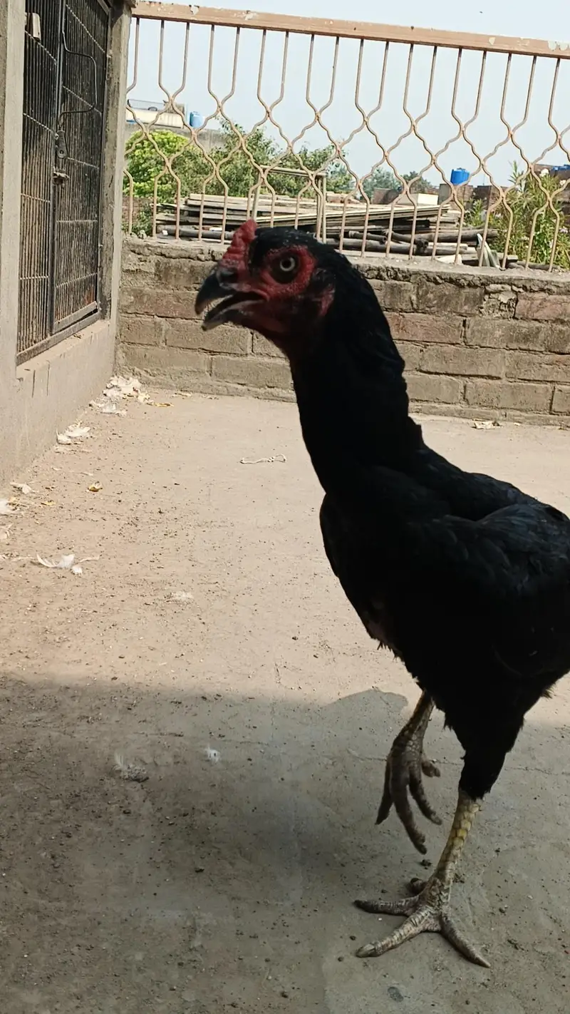 White and black shamo female — photo 7