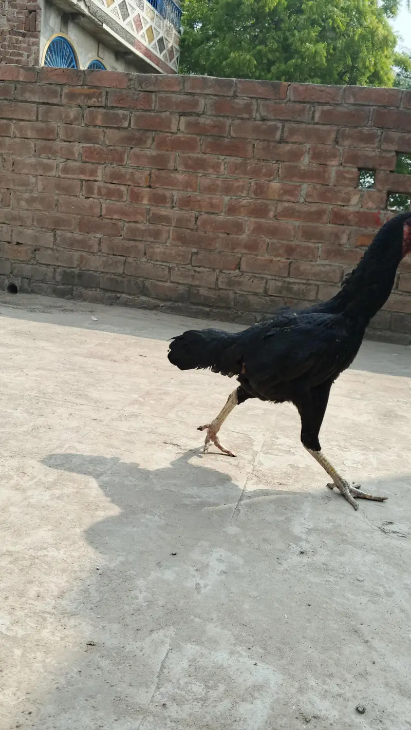 White and black shamo female — photo 8