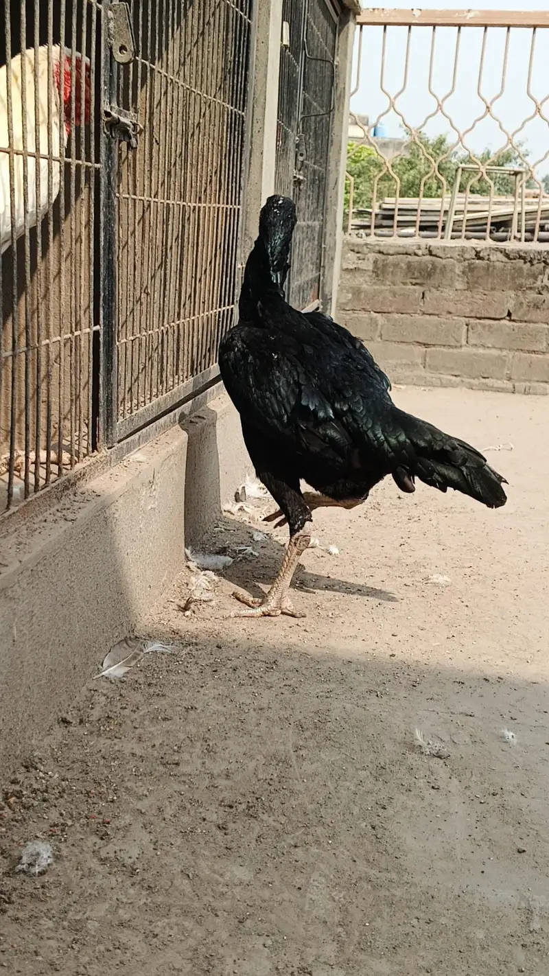White and black shamo female — photo 9