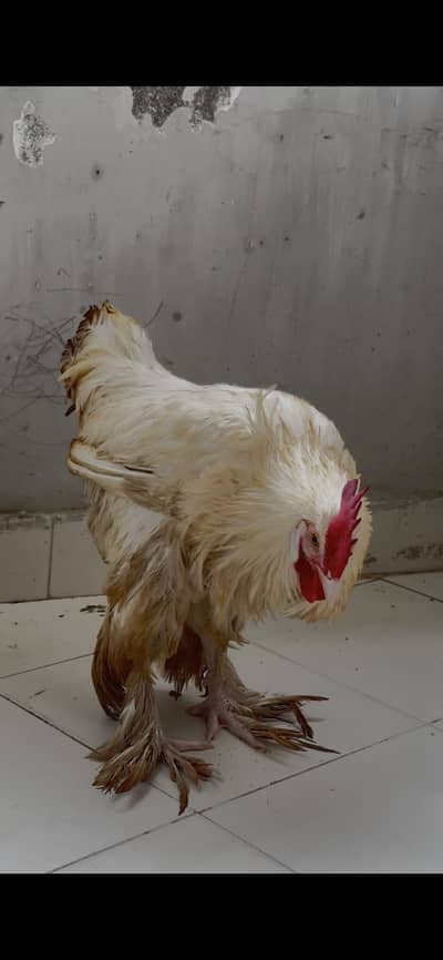 Golden buff urgent sale