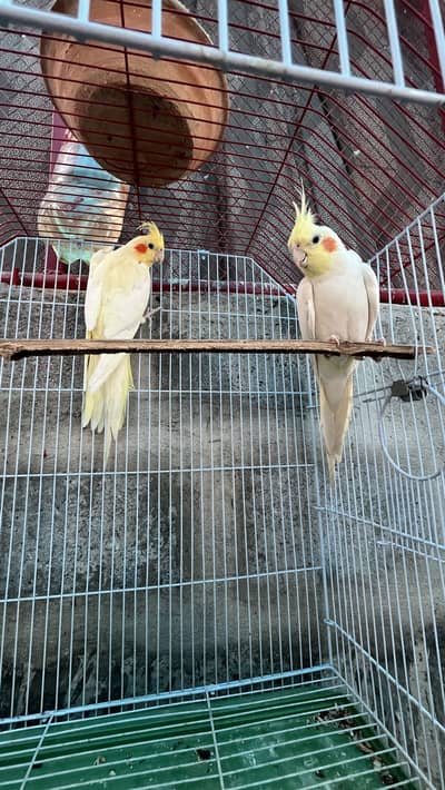 Cream Cocktail breeder pair available also fellow bijri pair availabl