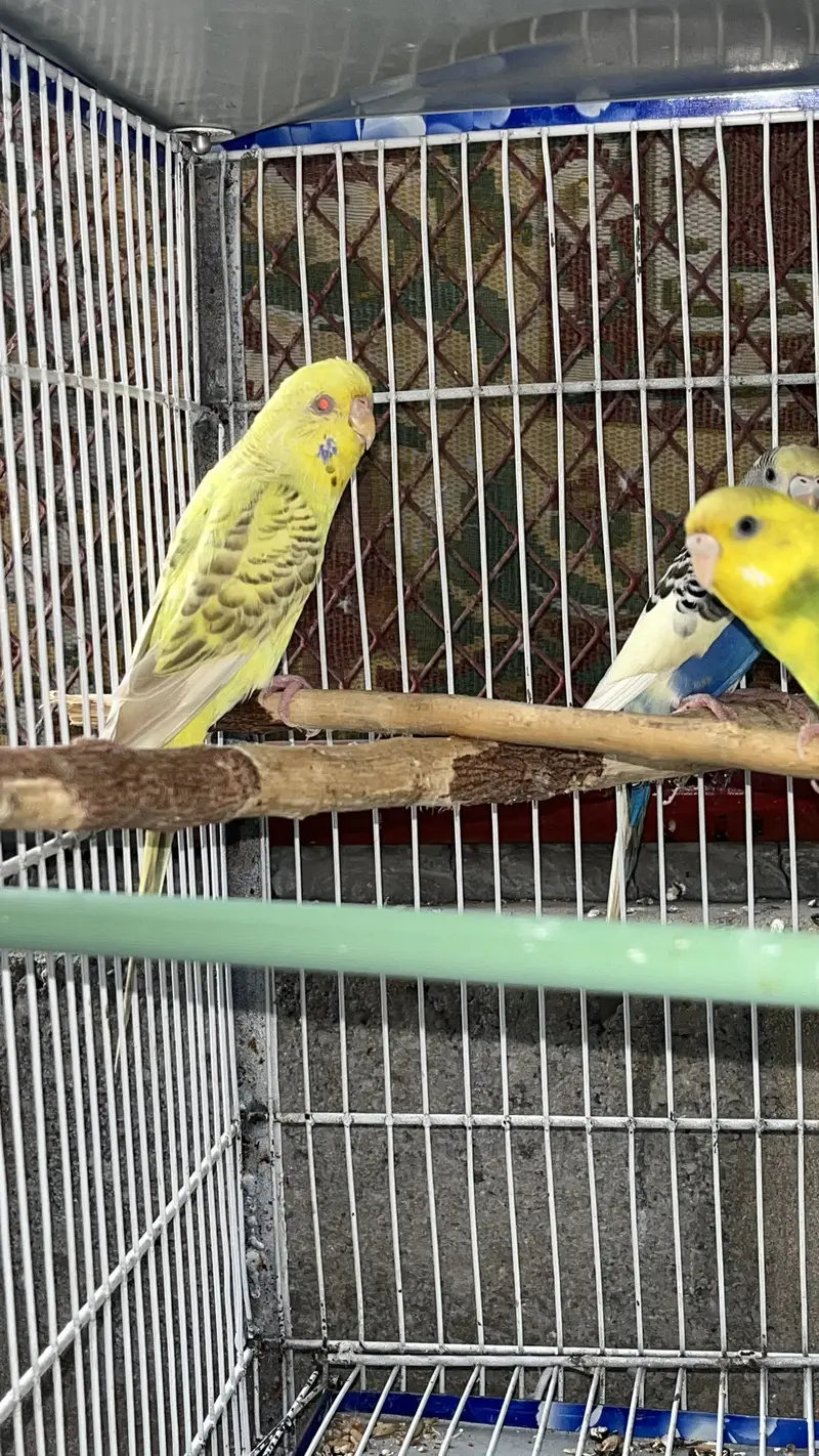 Cream Cocktail breeder pair available also fellow bijri pair availabl — photo 4
