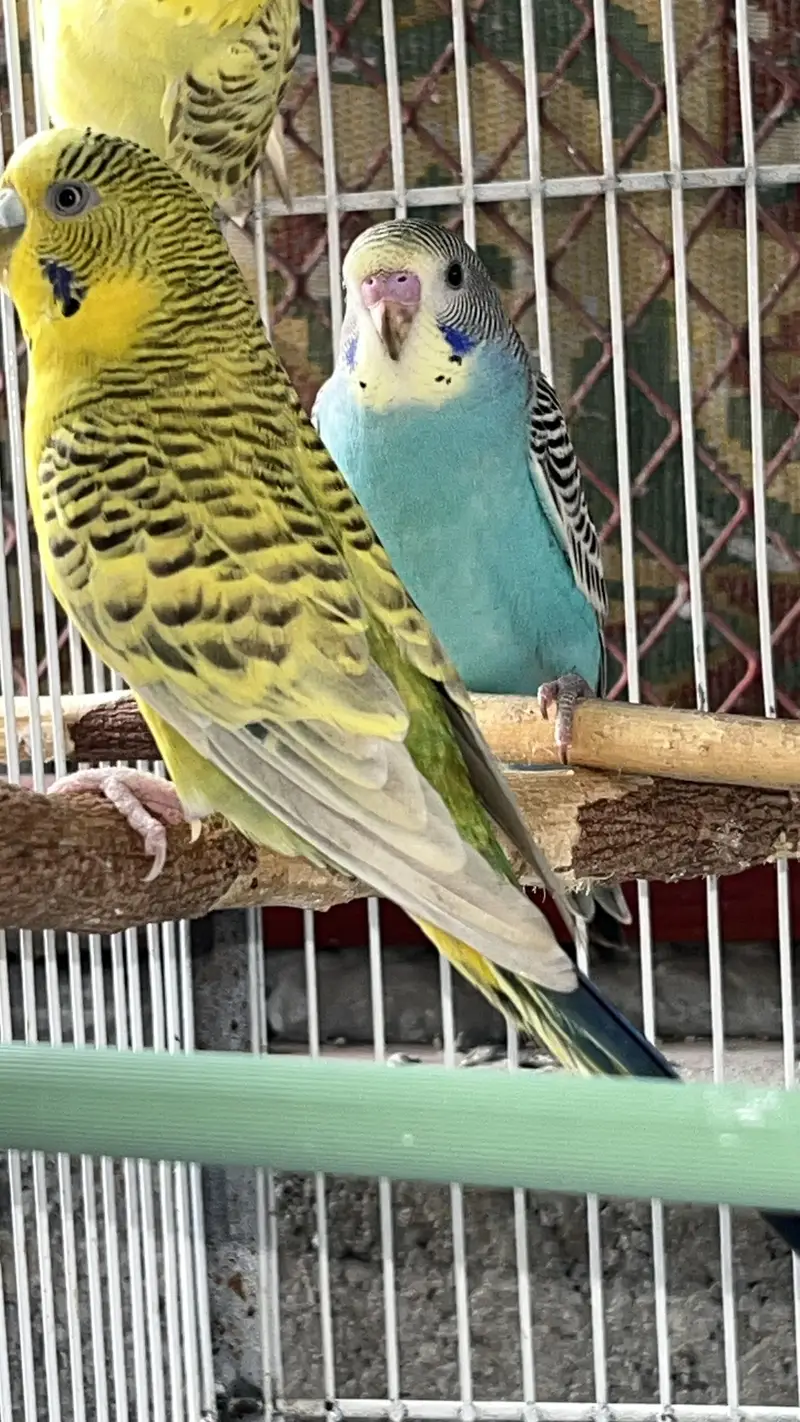 Cream Cocktail breeder pair available also fellow bijri pair availabl — photo 5