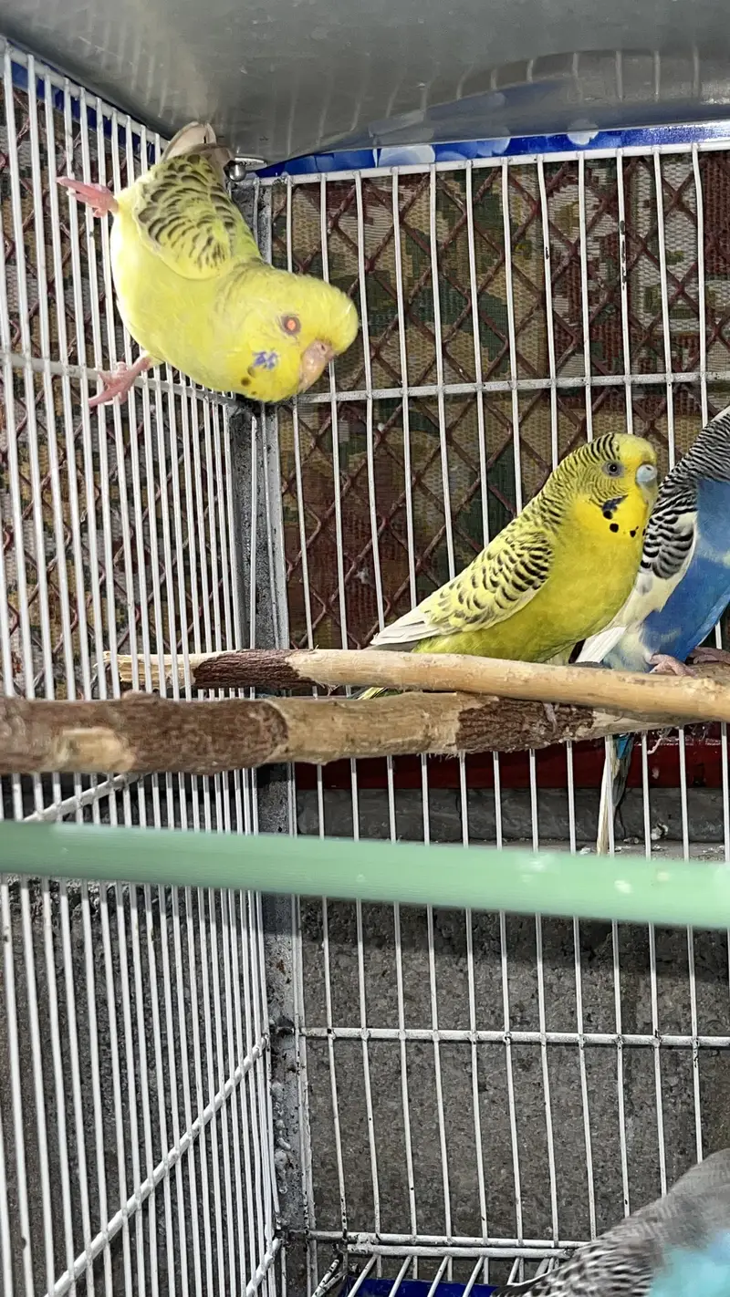 Cream Cocktail breeder pair available also fellow bijri pair availabl — photo 6