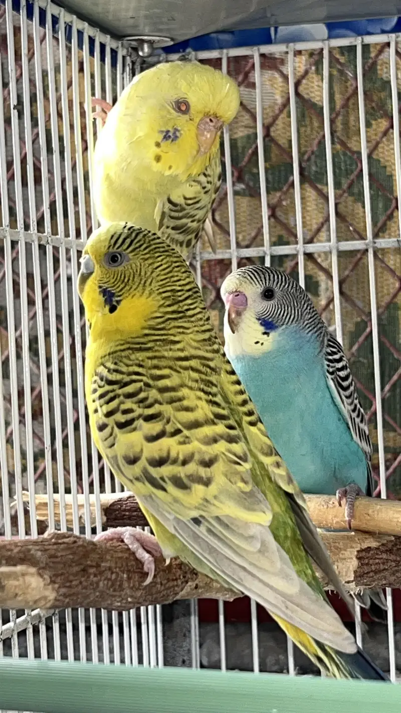 Cream Cocktail breeder pair available also fellow bijri pair availabl — photo 7