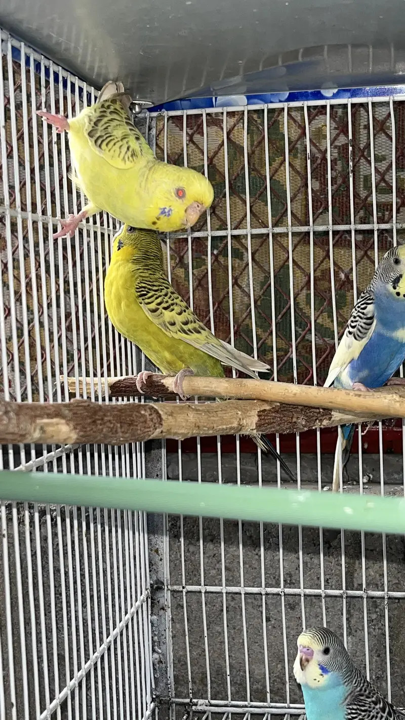 Cream Cocktail breeder pair available also fellow bijri pair availabl — photo 8