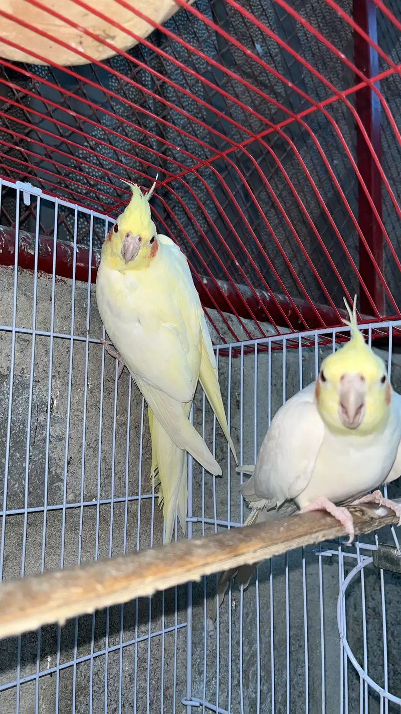 Cream Cocktail breeder pair available also fellow bijri pair availabl — photo 9