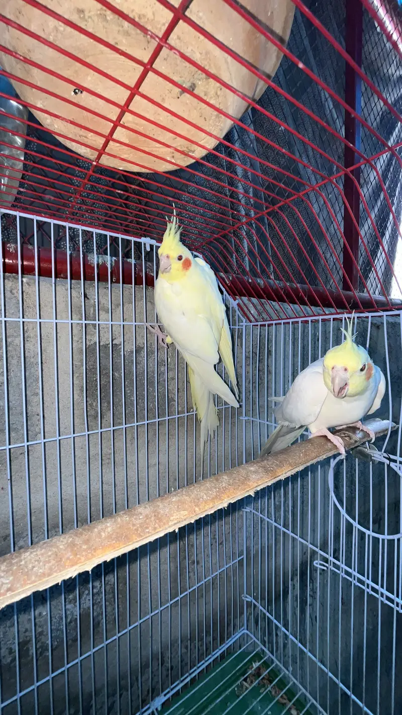Cream Cocktail breeder pair available also fellow bijri pair availabl — photo 10
