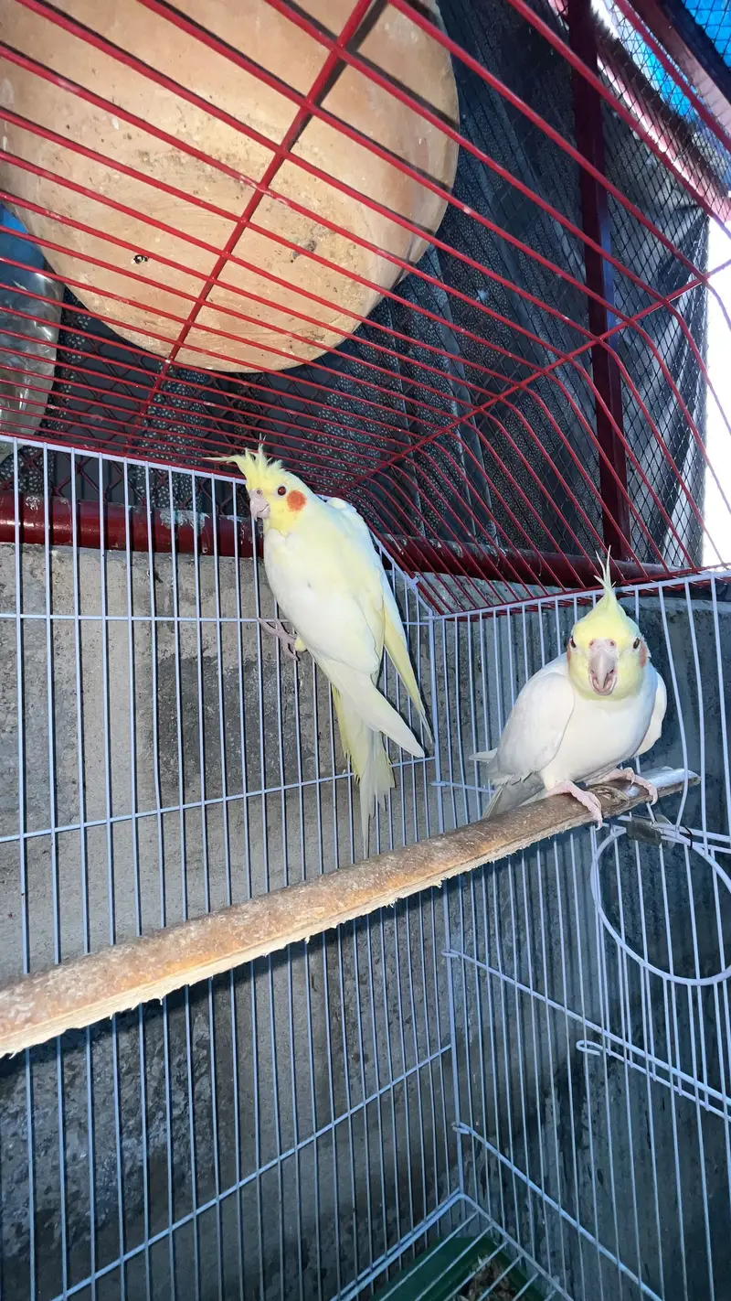 Cream Cocktail breeder pair available also fellow bijri pair availabl — photo 11