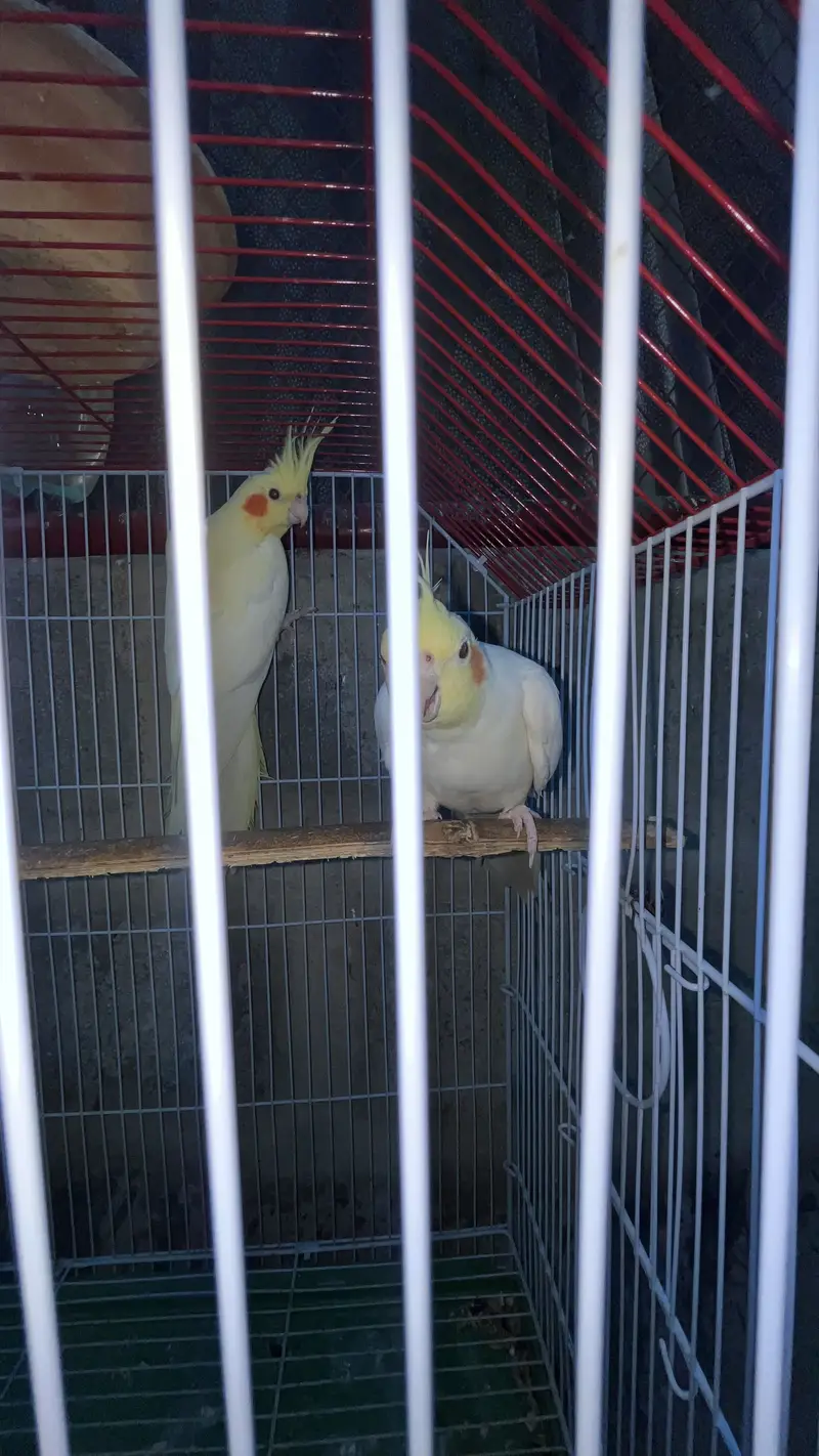 Cream Cocktail breeder pair available also fellow bijri pair availabl — photo 12