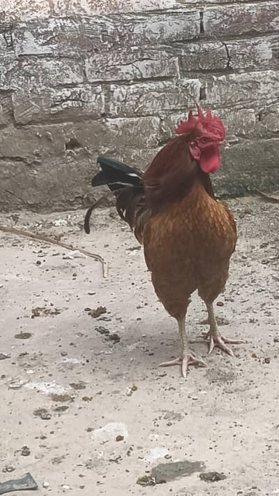 murgha