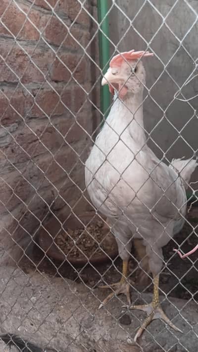 urgnet sale for farmi choza