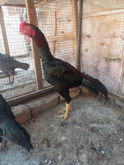 Aseel Murgha & Bantum for Sale