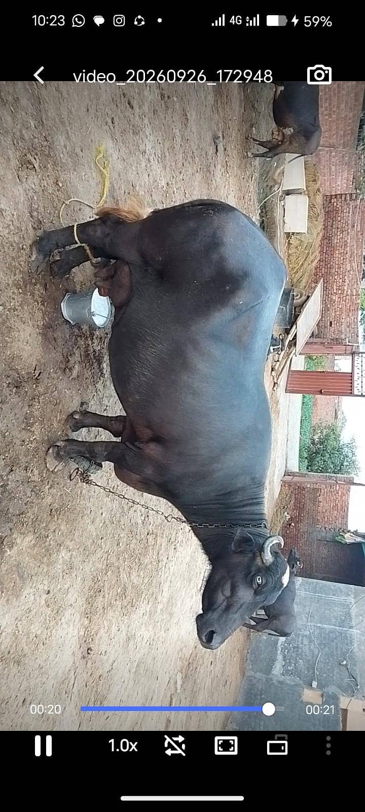 animal 0