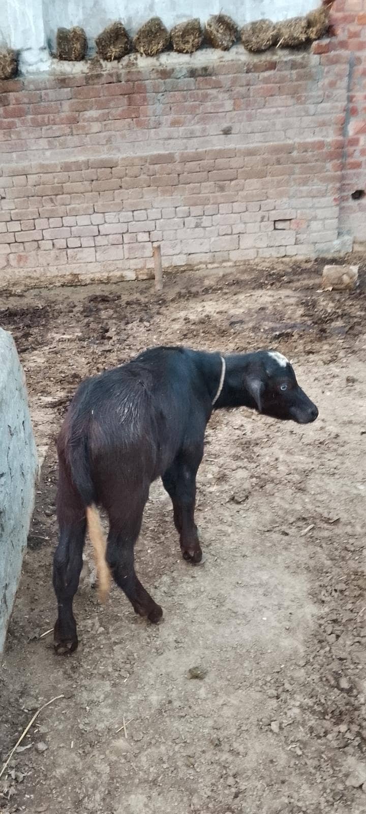 animal 1