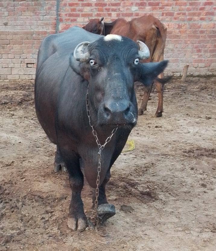 animal 2