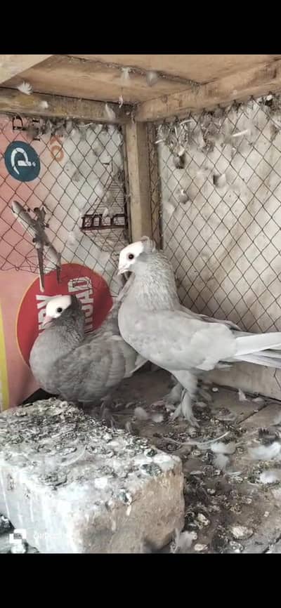 Silver Mukhi kantedar bteeder pair 03027340724