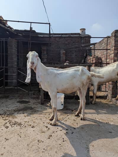 Gahban bakri for sale final price