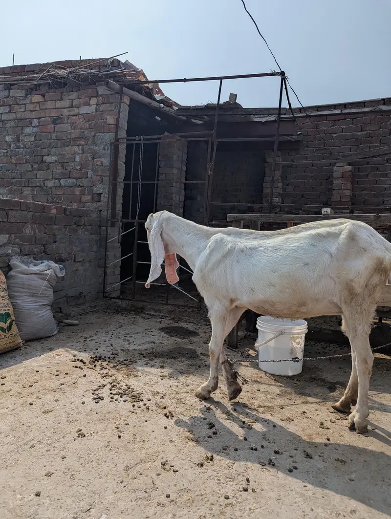 Gahban bakri for sale final price — photo 2